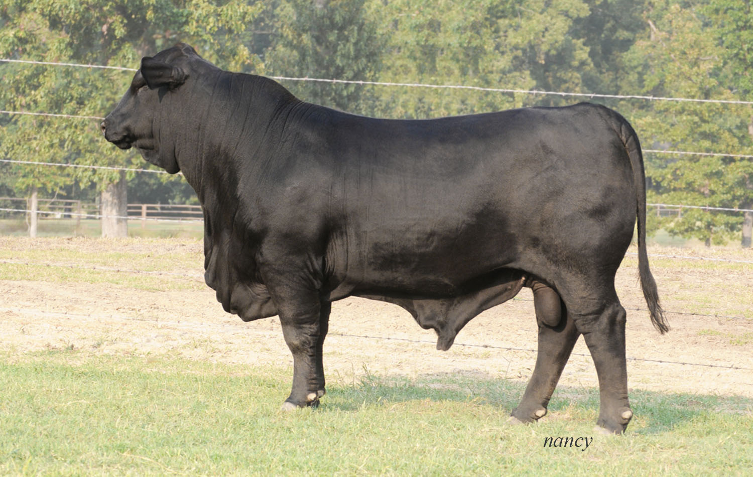 Ms Brinks Bright Side 415R23 — Draggin' M Ranch